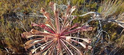 Brunsvigia orientalis, photographed by sharndreheuvel