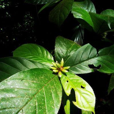 Duroia costaricensis, photographed by Eduardo Chacón Madrigal
