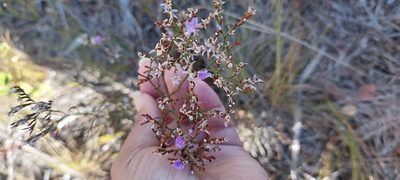 Limonium scabrum, photographed by sharndreheuvel