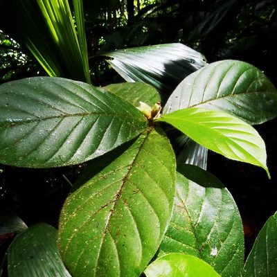 Duroia costaricensis, photographed by Eduardo Chacón Madrigal