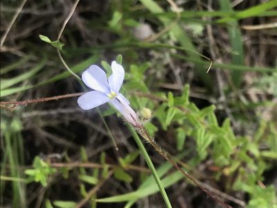 Lobelia neglecta, photographed by Ren Hoekstra