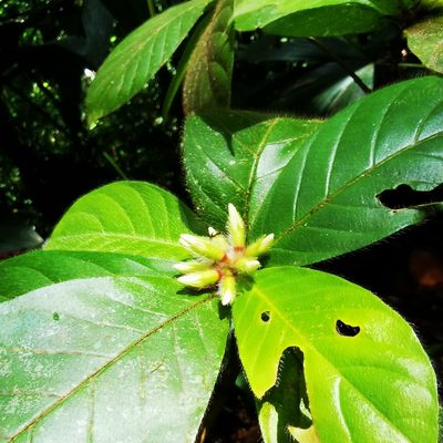 Duroia costaricensis, photographed by Eduardo Chacón Madrigal