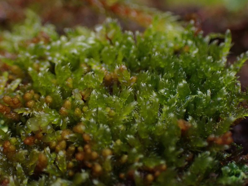 Brotherella roellii, photographed by Randal
