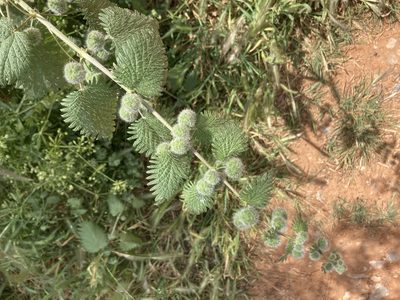 Urtica pilulifera, photographed by Andre Hosper