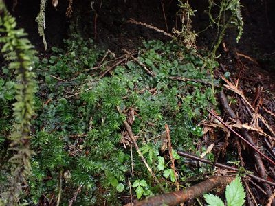 Pogonatum contortum, photographed by Randal