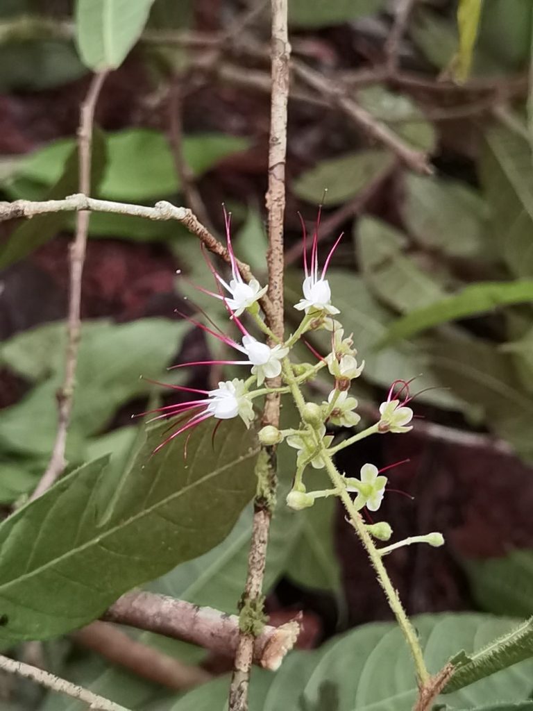 Hirtella triandra, photographed by Eduardo Chacón Madrigal