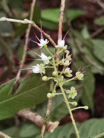Hirtella triandra, photographed by Eduardo Chacón Madrigal