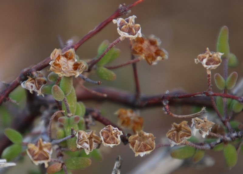 Drosanthemum karrooense, photographed by Tony Rebelo