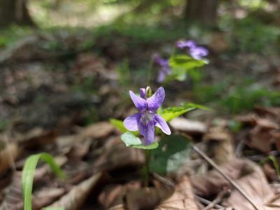 Viola reichenbachiana, photographed by Joe Carmichael