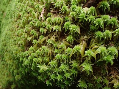 Sphagnum rubiginosum, photographed by Randal