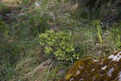 Helleborus foetidus, photographed by Felicia Seichter
