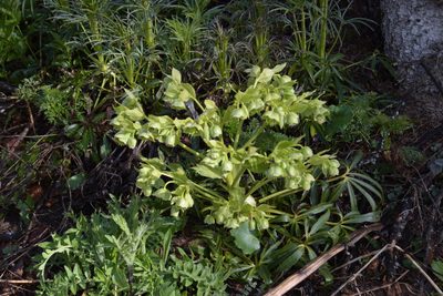 Helleborus foetidus, photographed by Felicia Seichter
