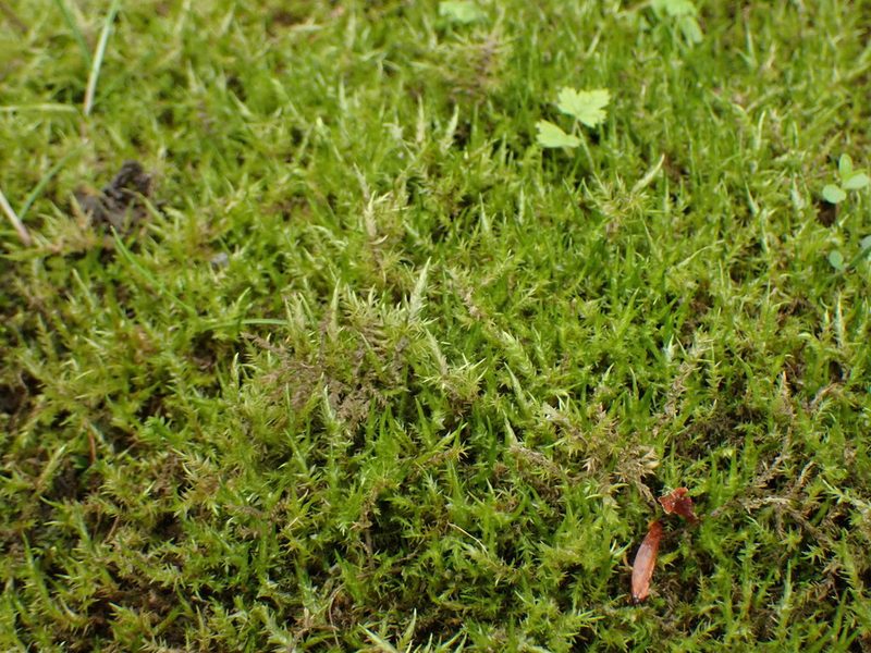 Calliergonella cuspidata, photographed by Randal