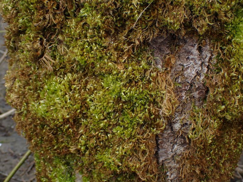Homalothecium fulgescens, photographed by Randal