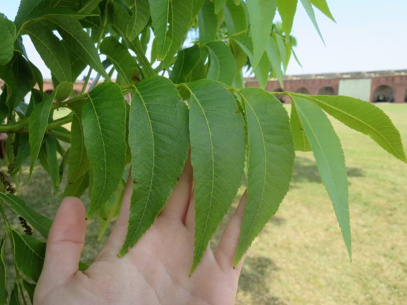 Carya illinoinensis, photographed by Nonbinary-Naturalist