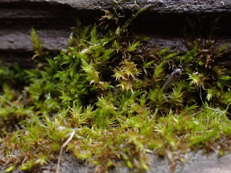 Hygroamblystegium tenax, photographed by Randal