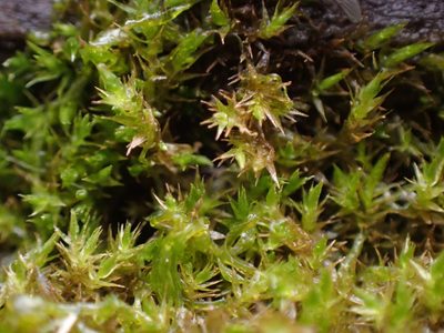 Hygroamblystegium tenax, photographed by Randal