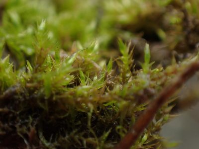 Hygroamblystegium tenax, photographed by Randal