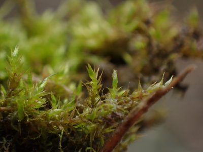 Hygroamblystegium tenax, photographed by Randal