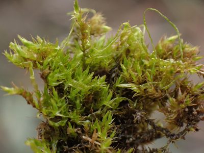 Hygroamblystegium tenax, photographed by Randal