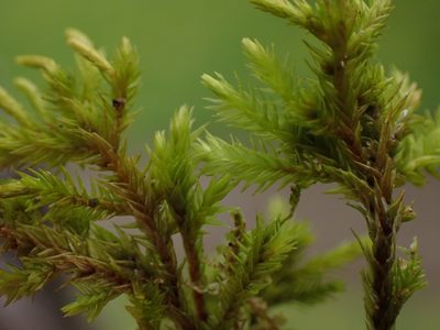Dendroalsia abietina, photographed by Randal