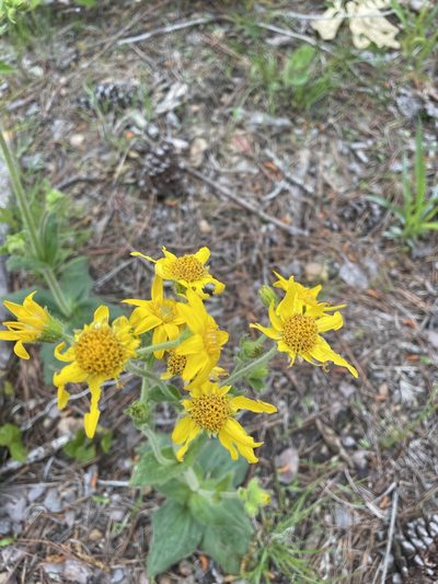 Arnica acaulis, photographed by Brandon Wheeler