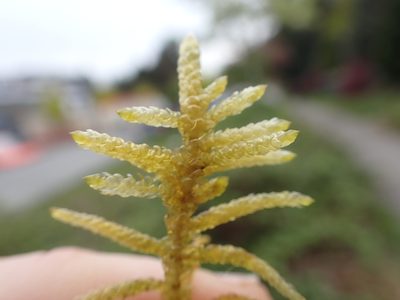 Pseudoscleropodium purum, photographed by Randal