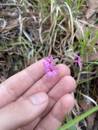 Phlox nivalis, photographed by Brandon Wheeler