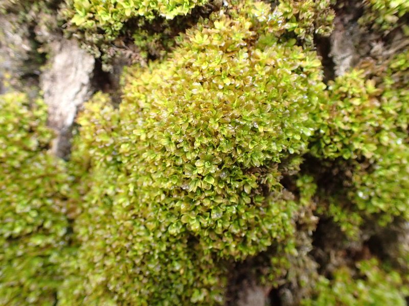 Syntrichia latifolia, photographed by Randal