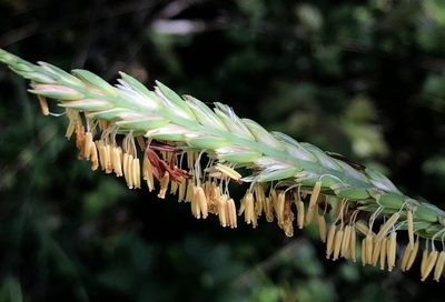 Tripsacum dactyloides, photographed by Sophia K