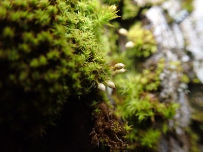 Zygodon rupestris, photographed by Randal