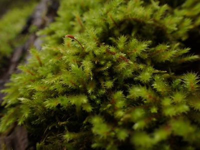Antitrichia californica, photographed by Randal