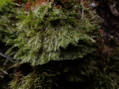 Neckera douglasii, photographed by Randal