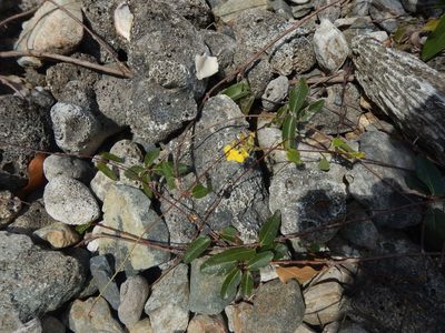 Stigmaphyllon emarginatum, photographed by stinger