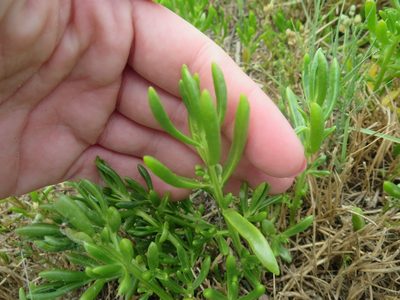 Batis maritima, photographed by Nonbinary-Naturalist