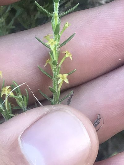 Struthiola parviflora, photographed by Ren Hoekstra