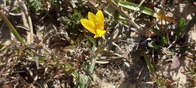 Monopsis lutea, photographed by sharndreheuvel