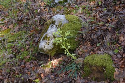 Helleborus foetidus, photographed by Felicia Seichter