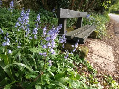 Hyacinthoides hispanica, photographed by Leanne Dempsey