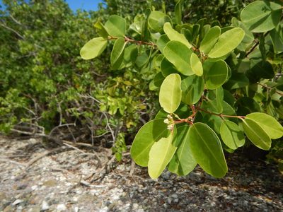 Laguncularia racemosa, photographed by stinger