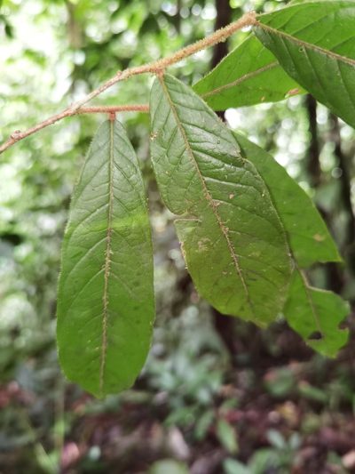 Hirtella triandra, photographed by Eduardo Chacón Madrigal