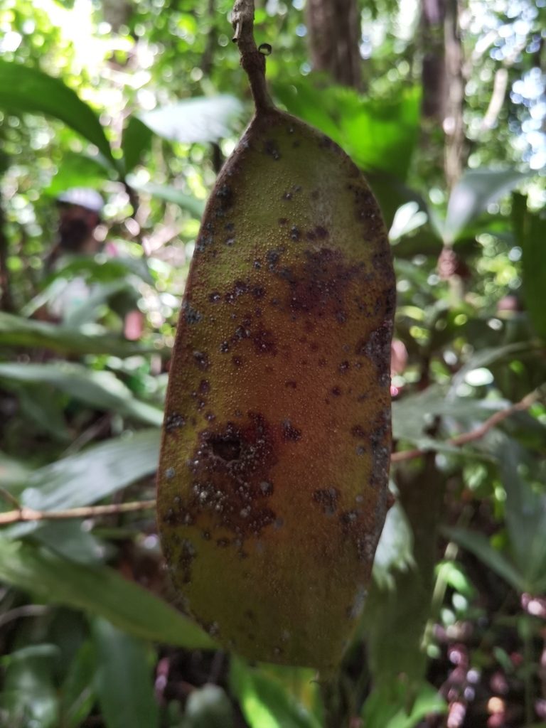 Fairchildia panamensis, photographed by Eduardo Chacón Madrigal