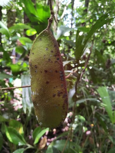 Fairchildia panamensis, photographed by Eduardo Chacón Madrigal