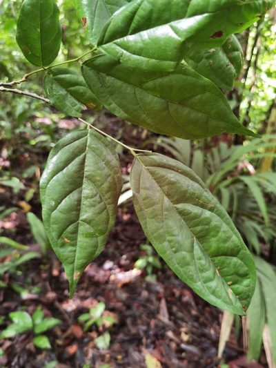 Fairchildia panamensis, photographed by Eduardo Chacón Madrigal