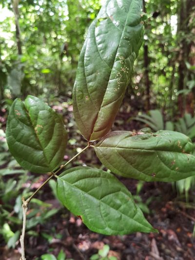 Fairchildia panamensis, photographed by Eduardo Chacón Madrigal
