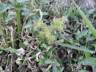 Cyperus strigosus, photographed by Oscar Alejandro Morales Juárez
