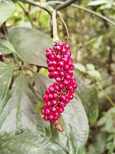 Anthurium pentaphyllum, photographed by Eduardo Chacón Madrigal