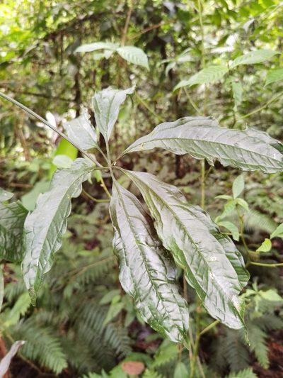 Anthurium pentaphyllum, photographed by Eduardo Chacón Madrigal