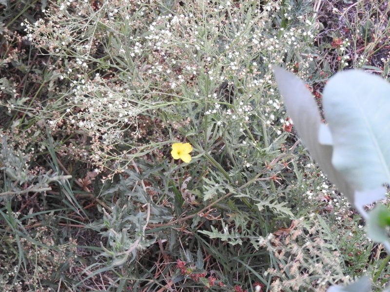 Oenothera pubescens, photographed by Oscar Alejandro Morales Juárez