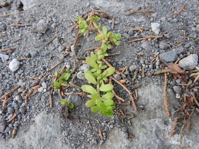 Bacopa monnieri, photographed by Oscar Alejandro Morales Juárez
